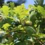 Trees may store less carbon than expected in the future
