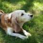 Shorter front-leg strides can be an early warning sign of dementia in senior dogs
