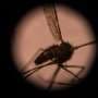 What if we killed all mosquitoes?