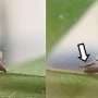 Why infected stink bugs lift their wings: Hidden parasite escape caught on camera