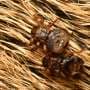 Parasitic fly 'sacrifices sight' after finding host, study shows
