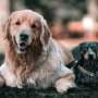 Pet loss is difficult for people—what about for other pets?