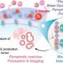Light-activated electrolyte oxidizes water to promote tumor cell death