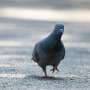 Pigeons tend to respond 'at the edge of chaos,' study finds