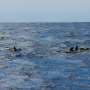 Pilot whales are already 'shouting' at full volume, but one busy waterway is pushing them to the edge