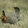 Megafires may drive the prairie grouse into sub-optimal habitats