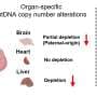 Preconception radiation exposure alters offspring mitochondrial DNA in an organ-specific manner