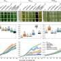 Lab-evolved cyanobacteria survive minute-by-minute light swings, offering clues to hardier crops