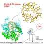 Bacteria uncover distinct strategy to import rare sugar polymers, crystal structures show