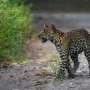 Reconnecting the last wild landscapes of the Javan leopard