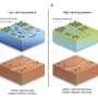 Reforestation's effects on water resources may depend on global warming level