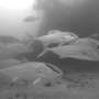 Research project provides new estimates of greater amberjack abundance in U.S. South Atlantic, Gulf of America