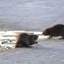 Research reveals why beavers are getting busy sooner in spring