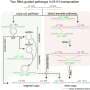 RNA-guided transposon mechanics show use of figure-eight intermediate and direct-transfer route