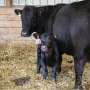 Researchers discover new reproductive method that will improve cattle production