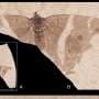 Researchers present first fossilized 'emperor' butterfly