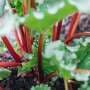 How did we learn which plants are safe to eat? Food scientists explain