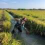 Rice–fish co-culturing could help curb schistosomiasis while increasing food production