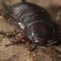 Rodent eradication sparks insect boom on Lord Howe Island