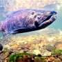 Deadly droughts and floods wipe out young California salmon en route to Pacific