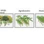 Saving chocolate while restoring rainforests? Rock dust boosts soil nutrition and supports farmers