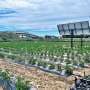 Agrovoltaic systems can save water, generating energy and making tomato cultivation more sustainable at the same time