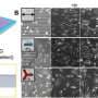 Scientists unlock shape-shifting living tissue, programming cells to fold flat sheets into precise 3D forms
