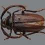 Scientists identify 'mystery beetle' attacking blueberry farms across North Carolina