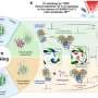 Scientists measure hidden quantum forces that could power a new generation of pharmaceutical drugs