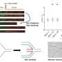 How cells 'back up' DNA replication to survive severe damage
