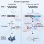 Scientists uncover RNA's hidden role as protein chaperone