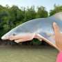 Scientists use lasers to determine the age of sharks