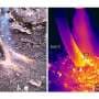 Why prescribed fire often fails: Scorched invasive shrubs can resprout instead of die