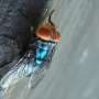 Screwworm fly detected in Texas decades after cattle threat was largely eradicated in US