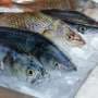 Scientists study radiation limits for safer seafood shipping