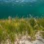 Beneath seagrass meadows, a shift in warming seas could decide which underwater habitats survive