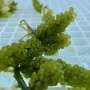 Seaweed integration boosts efficiency and cuts waste in aquaculture, study finds