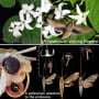 Exposing secret night operations between hawkmoths and Japan's black-nectar flowers