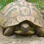 Self‑destructive behavior among Hermann's tortoises on a Macedonian island is leading to 'demographic suicide'