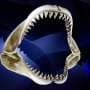 Could warming seas bring great white sharks back to the North Sea? A 5‑million‑year‑old shark tooth may provide clues