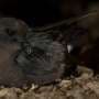 Small seabirds rely on crosswinds to navigate the open ocean