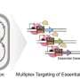 CRISPR safeguard changes how engineered microbes can be controlled
