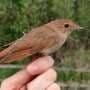 Tiny songbird crosses Sahara by flying night after night