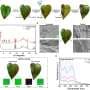 Sound waves create mist that can act like 'plant sunscreen'