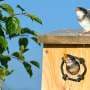 Spring cold snaps harm nesting tree swallows, but some show resilience