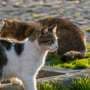 Deadly feline coronavirus variant has been present in the US for more than a decade