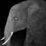 Genetics link Angola's 'ghost elephants' to populations hundreds of miles away