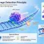 DNA repair enzyme uses one-dimensional sliding to detect key sites, researchers reveal