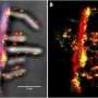 Super-resolution microscopy provides real-time picture of bacteria degrading biomass with enzyme complexes