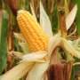 Less water, same taste: New approach helps growers produce sweet corn more efficiently